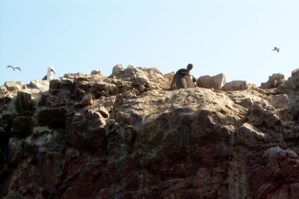 Zdjęcie z Peru - Wyspy Ballestas