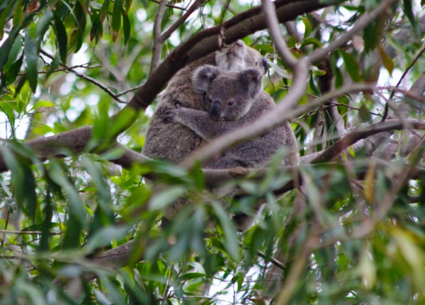 Zdjęcie z Australii - Nie ma jak u mamy