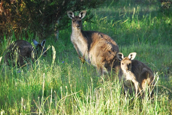 Zdjęcie z Australii - Szare kangury