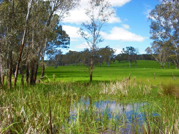 Zdjęcie z Australii - Bagniste laki-ok. Meadows