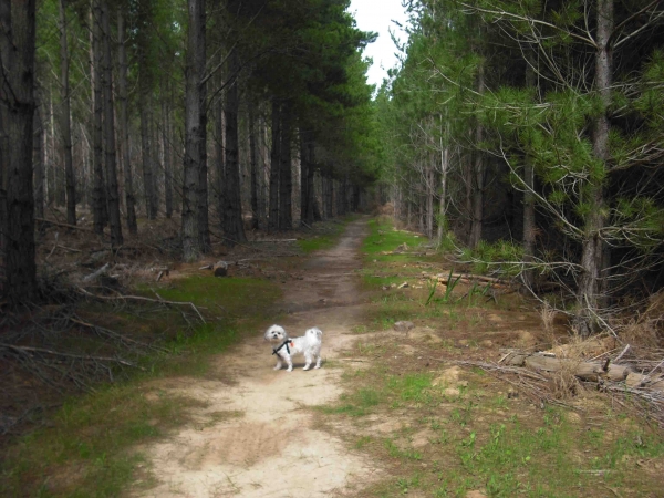 Zdjęcie z Australii - Spacer po Kuipto Forest