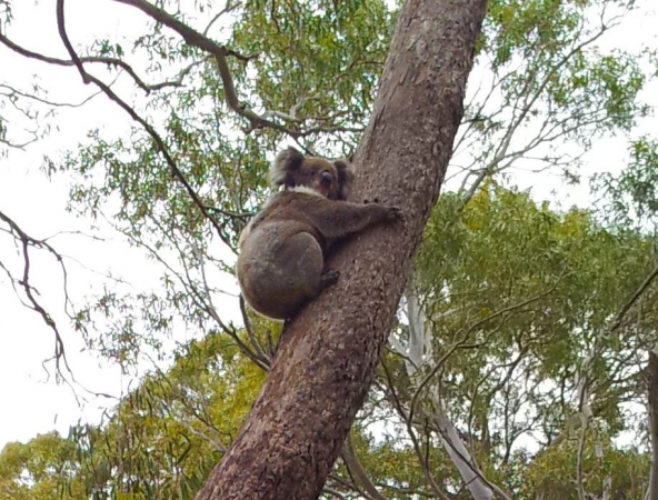 Zdjęcie z Australii - Koala w Kuipto