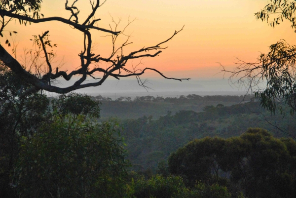 Zdjecie - Australia - Fleurieu Peninsula - atak wiosny