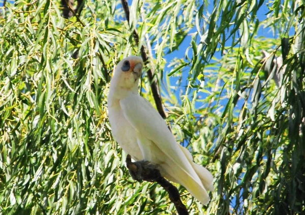 Zdjęcie z Australii - Corella biala