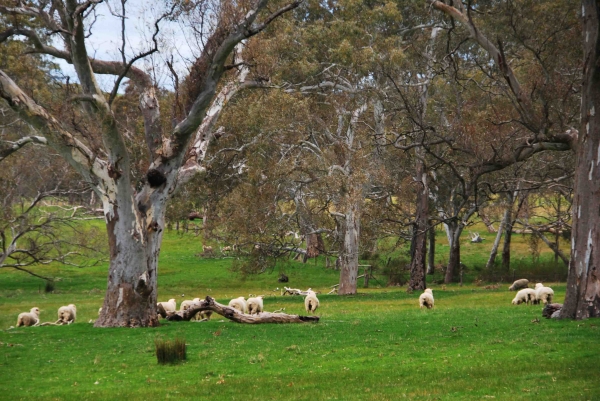 Zdjęcie z Australii - Australijska wies