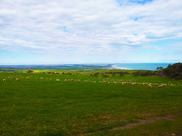 Zdjęcie z Australii - Polwysep Fleurieu