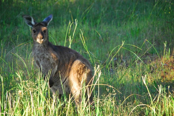 Zdjęcie z Australii - Ciekawski kangurek