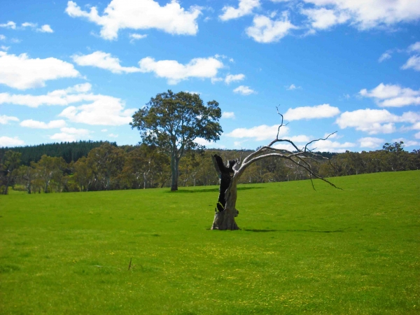 Zdjęcie z Australii - Okolice Meadows