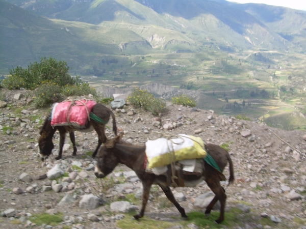 Zdjęcie z Peru - W Kanionie Colca