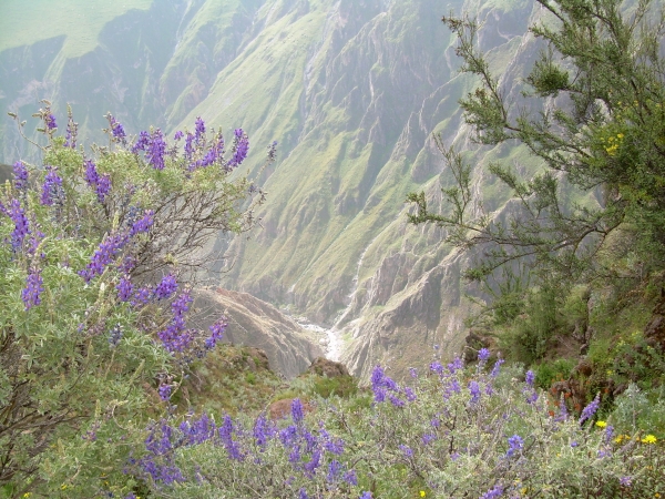 Zdjęcie z Peru - Kanion Colca