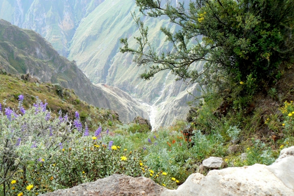 Zdjęcie z Peru - Kanion Colca