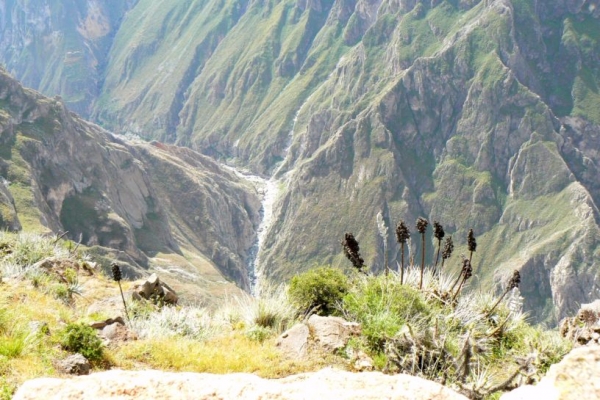 Zdjęcie z Peru - Kanion Colca