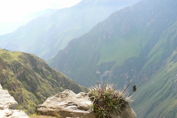 Zdjęcie z Peru - Kanion Colca