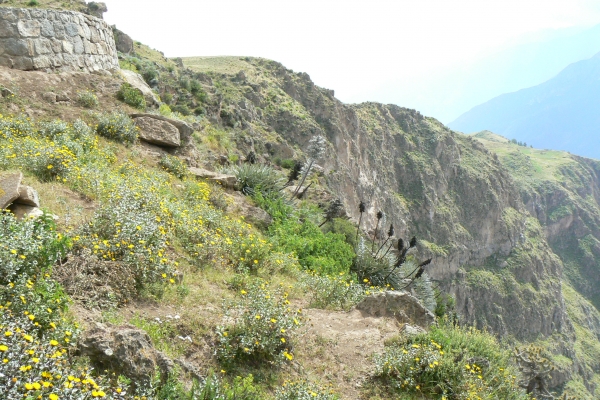Zdjęcie z Peru - Kanion Colca