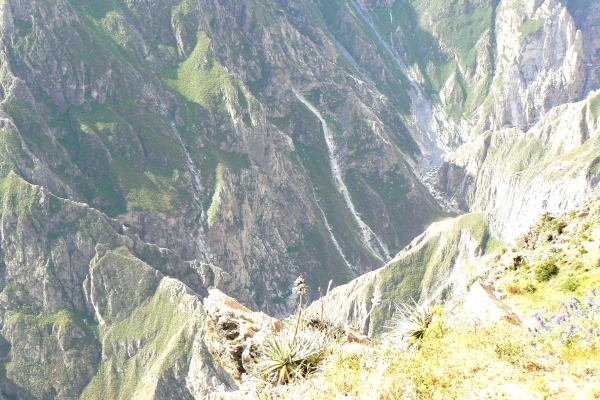 Zdjęcie z Peru - Kanion Colca