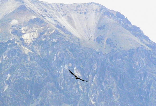 Zdjęcie z Peru - kondor nad Kanionem Colca