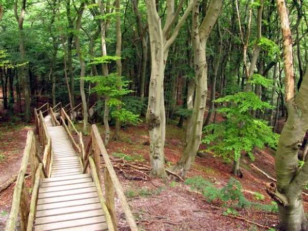 Zdjęcie z Niemiec - Jasmundzki Park Narodowy.