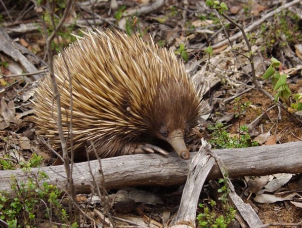 Zdjęcie z Australii - Echidna (kolczatka)
