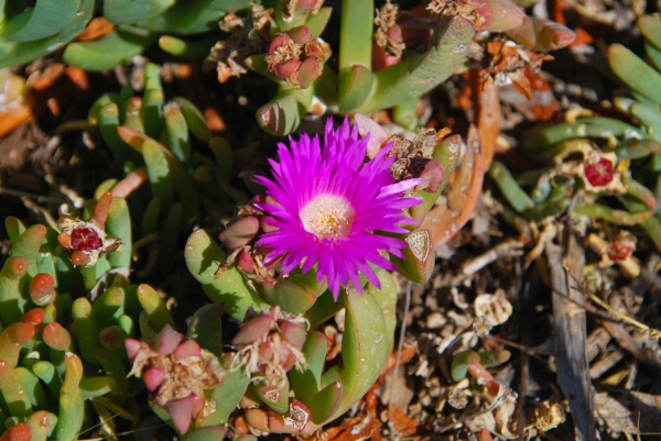 Zdjęcie z Australii - Iceplant kwitnacy