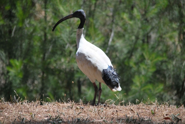 Zdjęcie z Australii - Ibis