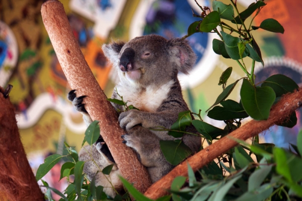 Zdjęcie z Australii - SYDNEY
