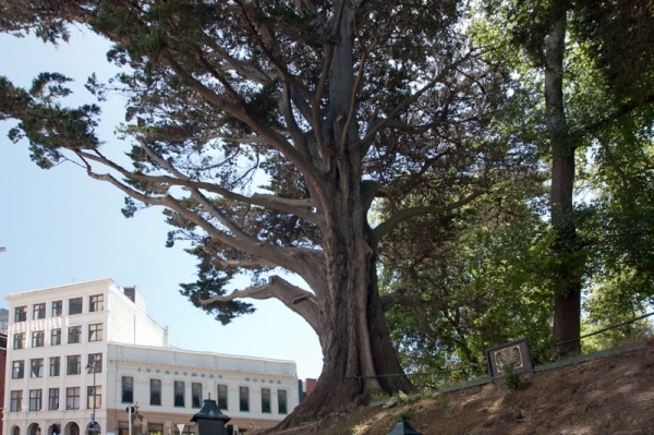 Zdjęcie z Nowej Zelandii - DUNEDIN