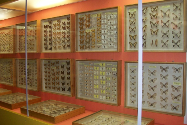 Zdjęcie z Polski - Muzeum Przyrodnicze