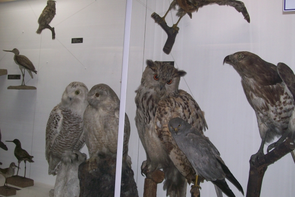 Zdjęcie z Polski - Muzeum Przyrodnicze