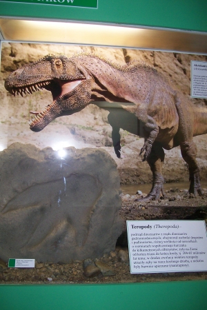 Zdjęcie z Polski - Muzeum Przyrodnicze