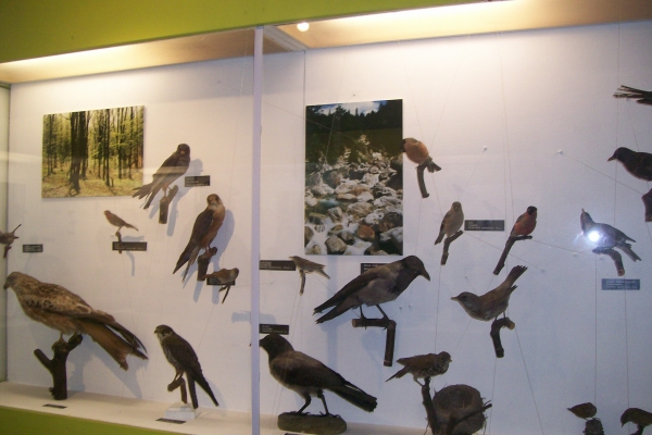 Zdjęcie z Polski - Muzeum Przyrodnicze