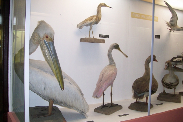 Zdjęcie z Polski - Muzeum Przyrodnicze