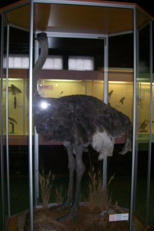 Zdjęcie z Polski - Muzeum Przyrodnicze
