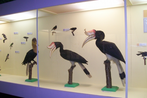 Zdjęcie z Polski - Muzeum Przyrodnicze