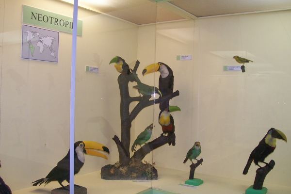 Zdjęcie z Polski - Muzeum Przyrodnicze