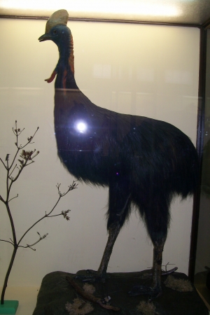 Zdjęcie z Polski - Muzeum Przyrodnicze