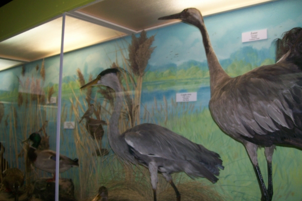 Zdjęcie z Polski - Muzeum Przyrodnicze