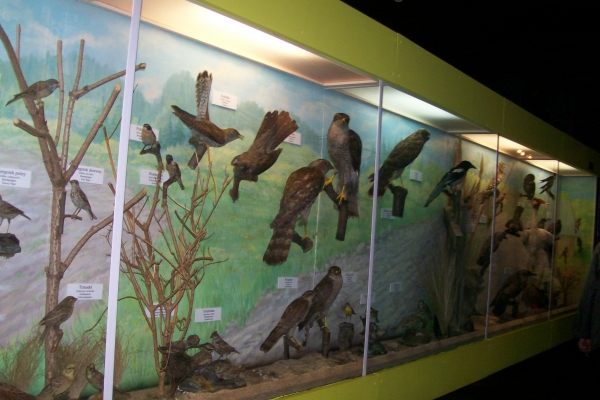 Zdjęcie z Polski - Muzeum Przyrodnicze