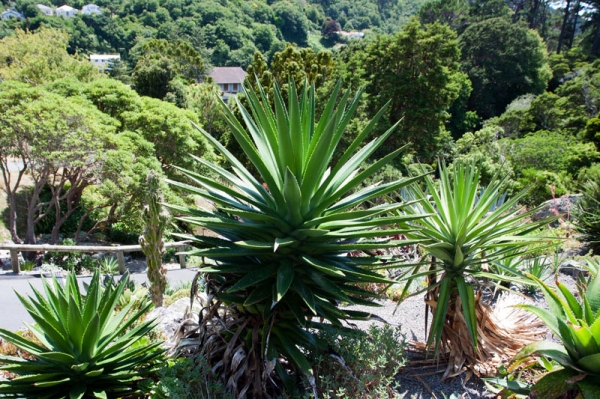 Zdjęcie z Nowej Zelandii - WELLINGTON