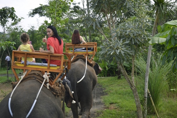 Zdjęcie z Indonezji - Safari na słoniach