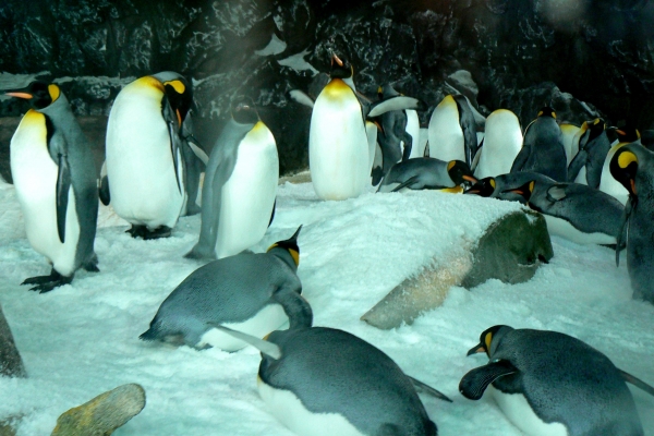Zdjęcie z Nowej Zelandii - Antarctic Encounter