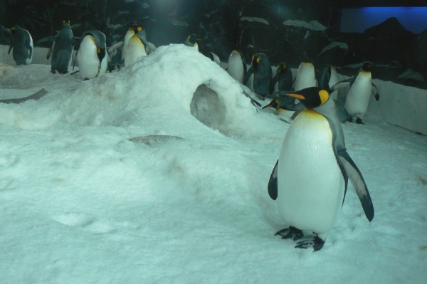 Zdjęcie z Nowej Zelandii - Antarctic Encounter