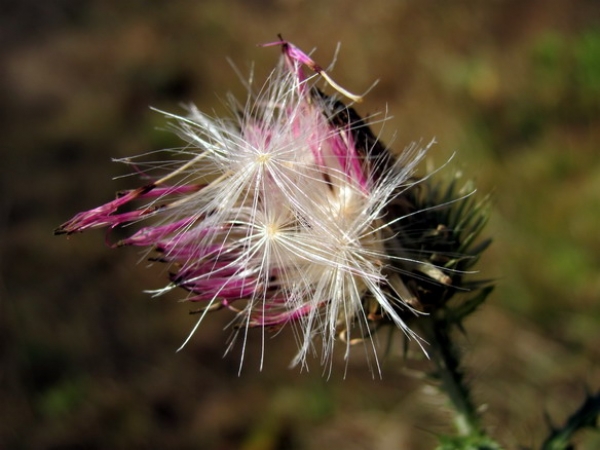 Zdjęcie z Polski - Góry Pieprzowe - flora.