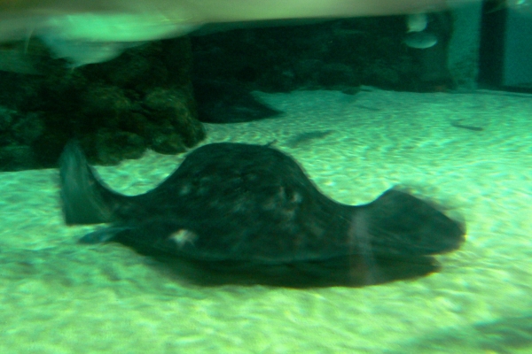 Zdjęcie z Nowej Zelandii - Antarctic Encounter