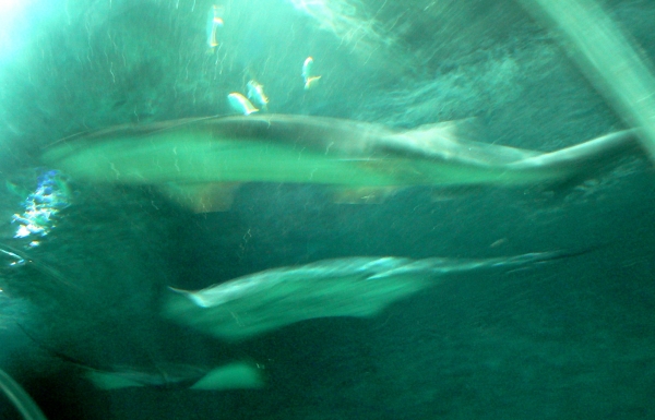Zdjęcie z Nowej Zelandii - Antarctic Encounter