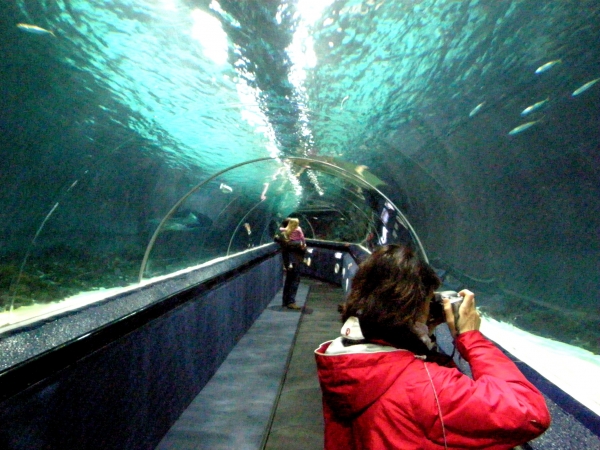 Zdjęcie z Nowej Zelandii - Antarctic Encounter