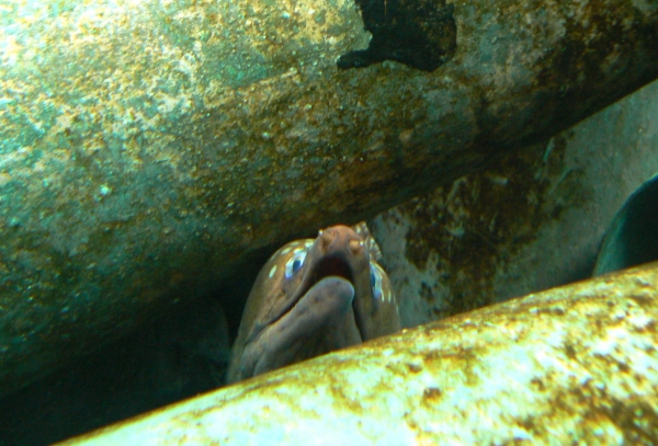 Zdjęcie z Nowej Zelandii - Antarctic Encounter