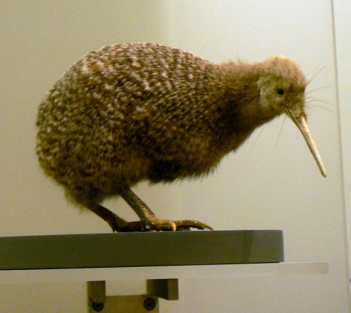 Zdjęcie z Nowej Zelandii - Auckland Museum