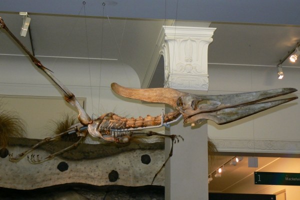 Zdjęcie z Nowej Zelandii - Auckland Museum