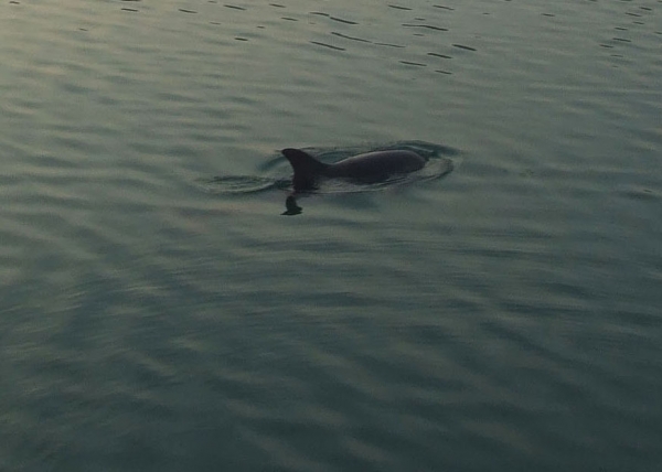 Zdjęcie z Chorwacji - miejscowy delfin