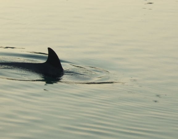 Zdjęcie z Chorwacji - delfin